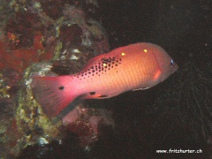 Bodianus dictynna (Pazifischer Dianaschweinslippfisch)